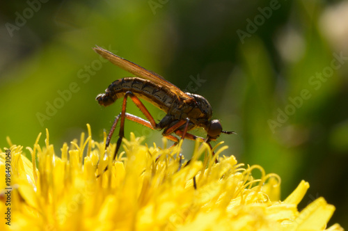 Empis opaca dance fly feeding on a yellow dandelion flower, macro