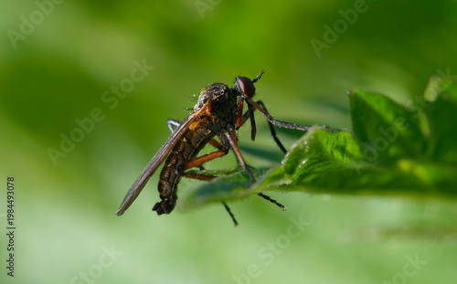 Empis opaca dance fly resting on a green leaf, macro