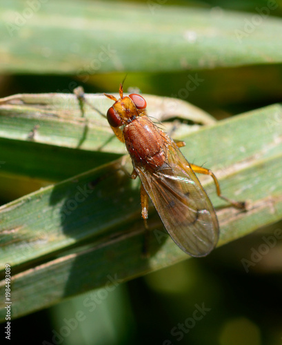 Dryomyza anilis fly resting on a green blade of grass, macro