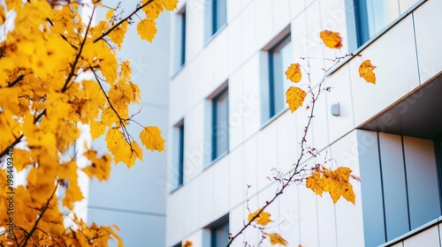 Autumnal leaves against a modern apartment building