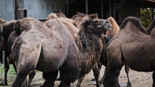 Group of Adorable Camels In Zoo