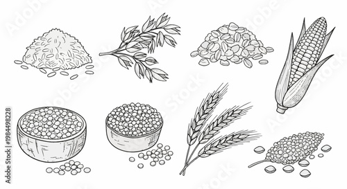 Set of hand-drawn grain and cereal icons featuring corn on the cob, wheat stalks, oat branches, rice piles, and bowls of seeds in a black and white line art vector doodle style.