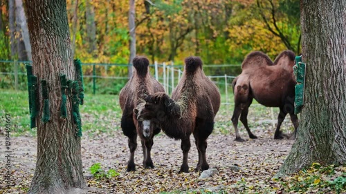 Adorable Camels Eating Grass In A Meadow