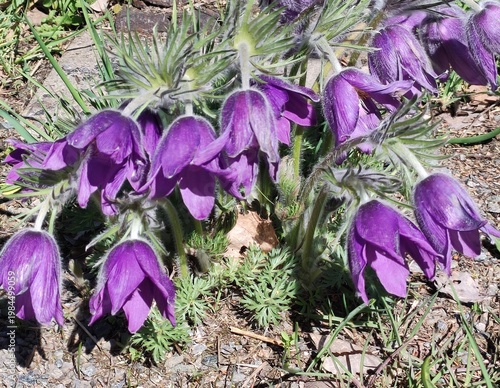 Küchenschelle