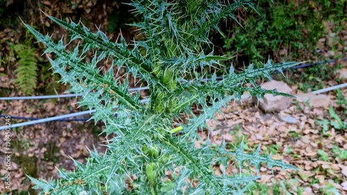 A striking close-up of a wild thorny plant with sharp, needle-like spines and textured green stems in Nainital, set against a blurred earthy forest floor with scattered leaves and rocks.