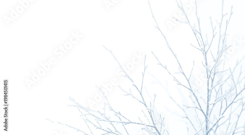 Frostcovered tree branches