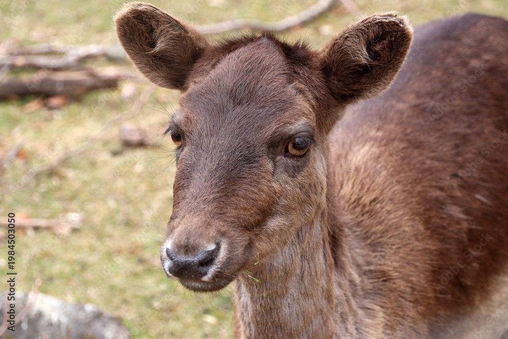 Fototapeta premium Close-up on the head of an red deer (Cervus elaphus)