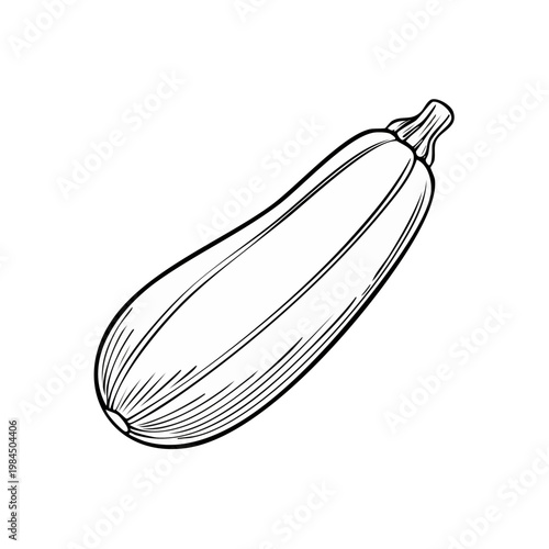Hand drawn single zucchini outline illustration graphic element for healthy food and cooking concepts