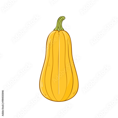 Bright yellow butternut squash vegetable isolated on white background healthy food ingredient autumn harvest