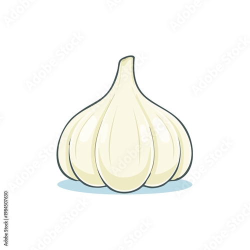 Fresh White Garlic Bulb Isolated on White Background Culinary Ingredient