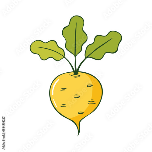 Fresh yellow turnip with green leaves, a healthy root vegetable illustration
