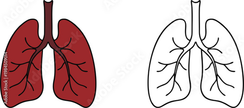 Human Respiratory System Lungs Anatomy Vector