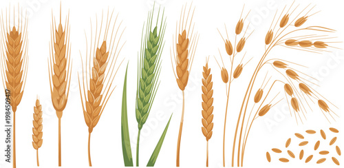 Realistic Cereal Grain Vector Set Featuring Wheat Barley Rye And Oat Ears For Agricultural Farming And Bakery Product Packaging Design