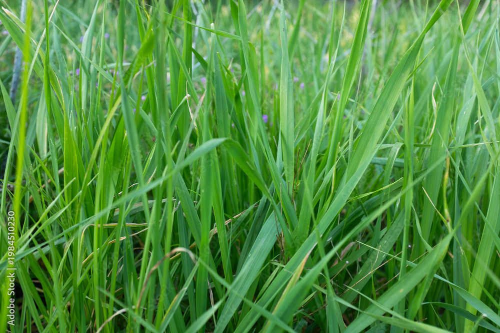 Obraz premium Green grass close up background, fresh lawn texture, natural meadow detail, spring greenery, minimal nature pattern, eco concept, copy space
