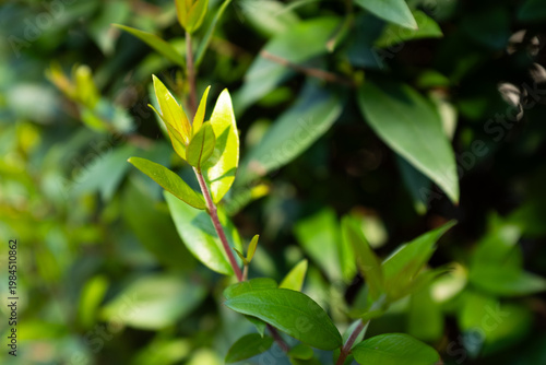 Young green leaves in sunlight close up, fresh plant growth, spring foliage background, natural botanical detail, eco nature concept, soft bokeh, copy space