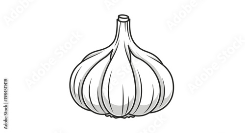 garlic bulbs and cloves illustration