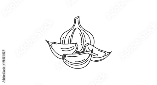 hand drawn vector illustration of an onion