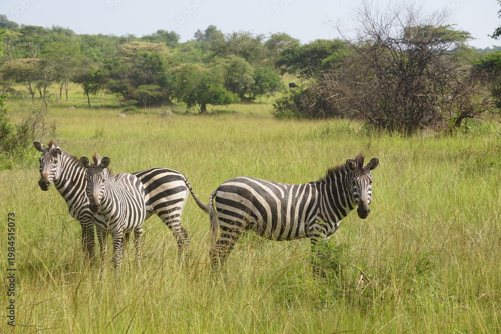 Obraz premium Zebras in Lake Mburo National Park Uganda