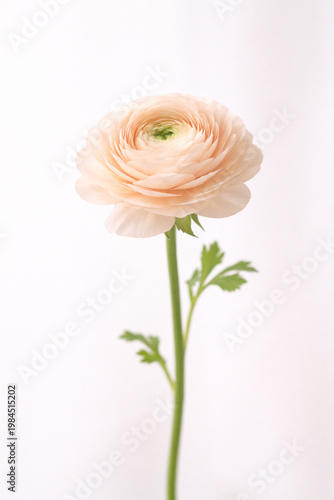 Single delicate ranunculus flower on clean neutral background, soft natural light and subtle shadows, minimalist and elegant composition with copy space.