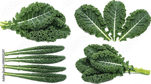 Kale leaves set fresh green leafy vegetable organic food vector illustration healthy nutrition collection design