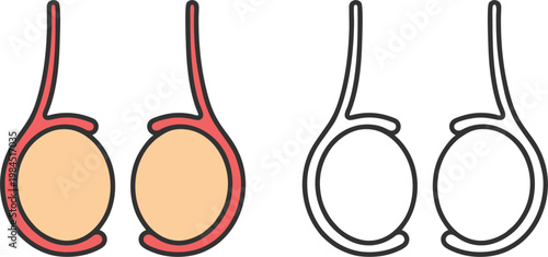 Testis Male Gland Medical Anatomical Icon