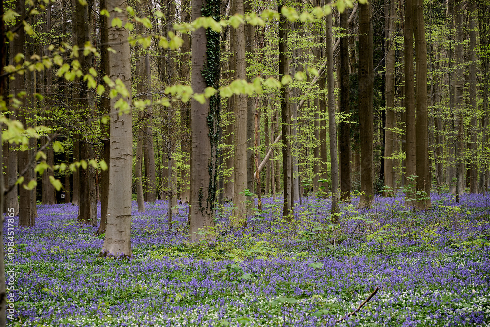 Fototapeta premium Morning in forest of Halle with bluebell flowers, Halle, Belgium