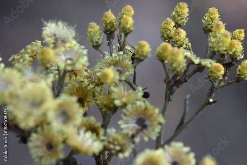 close up of a beautiful yellow flowers in the garden