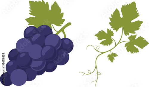 Cartoon vector illustration of grapes and vine leaves showing fruit plant structure and natural food design