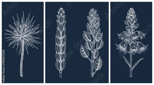 Set of hand drawn botanical illustrations of wild plants and flowers on dark blue background