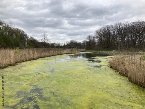 wetland area experiencing an algal bloom