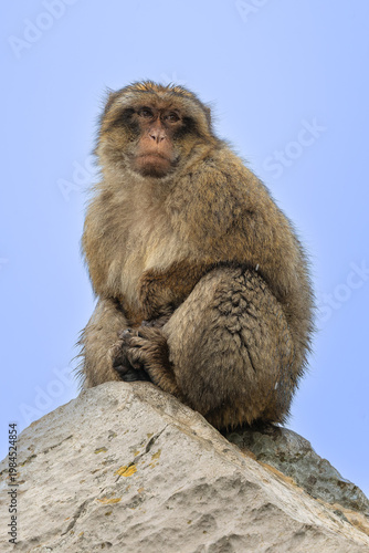 Barbary Macaque - Macaca sylvanus, popular unique primate native to the Gibraltar rock and to the Atlas Mountains of Algeria, Tunisia and Morocco. 