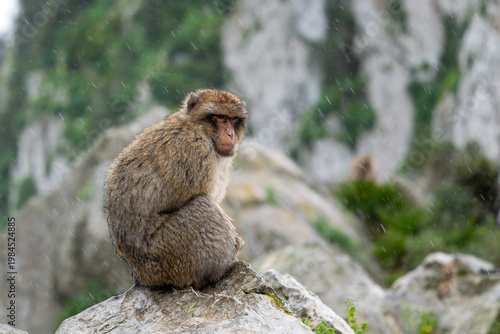 Barbary Macaque - Macaca sylvanus, popular unique primate native to the Gibraltar rock and to the Atlas Mountains of Algeria, Tunisia and Morocco. 