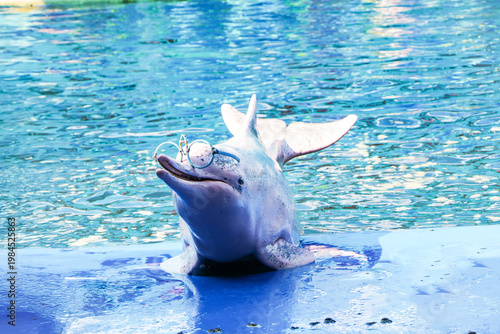 Dolphin wearing goggles is performing show at amusement park. Performing hoop trick in aquarium. Intelligent marine animal Entertainment in blue water. Trained hoop trick during aquarium in marine.