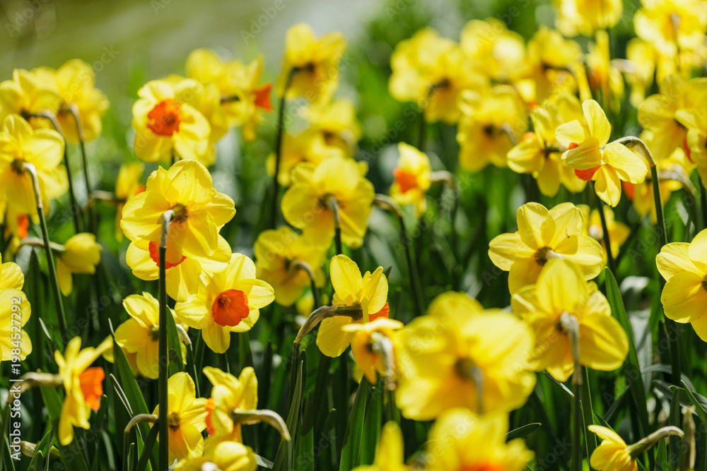 Fototapeta premium Yellow and Orange Daffodils Wide View with Soft Bokeh