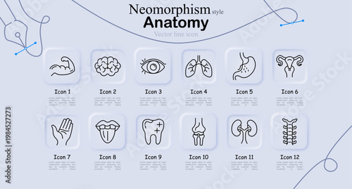 Anatomy set icon. Arm muscle, brain, eye, lungs, stomach, uterus, hand, tongue, tooth, knee joint, kidneys, spine structure medical line icons