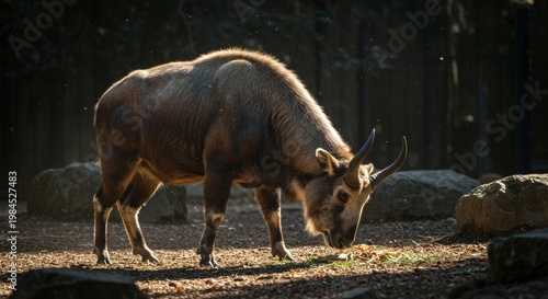 red deer in the wild