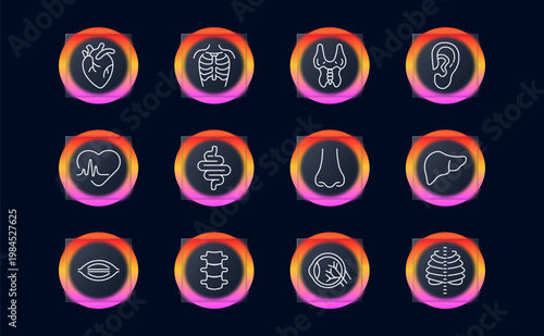 Human organs medical anatomy set icon. Line symbols with heart organ, rib cage chest bones, thyroid gland, ear hearing organ, heartbeat cardiogram heart, intestines digestive tract, nose smell