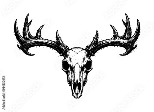 A full deer skull with intact antlers shown in a direct frontal view, enlarged to dominate the frame with its branching antlers spreading wide, isolated on a pure white