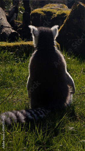 Lemur sitting in sunlight and natural background creating calm aesthetic mood. Wildlife lifestyle nature concept for peaceful outdoor scenes branding and environmental visuals