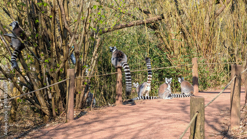 Group of lemurs in natural environment surrounded by greenery. Lifestyle nature concept for outdoor activity leisure branding and environmental awareness visuals