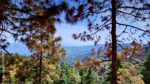 A dreamy hillside view framed through towering pine branches reveals Nainital�s layered valleys and terraced slopes glowing softly under mountain sky, giving video frame peaceful forest-window charm.