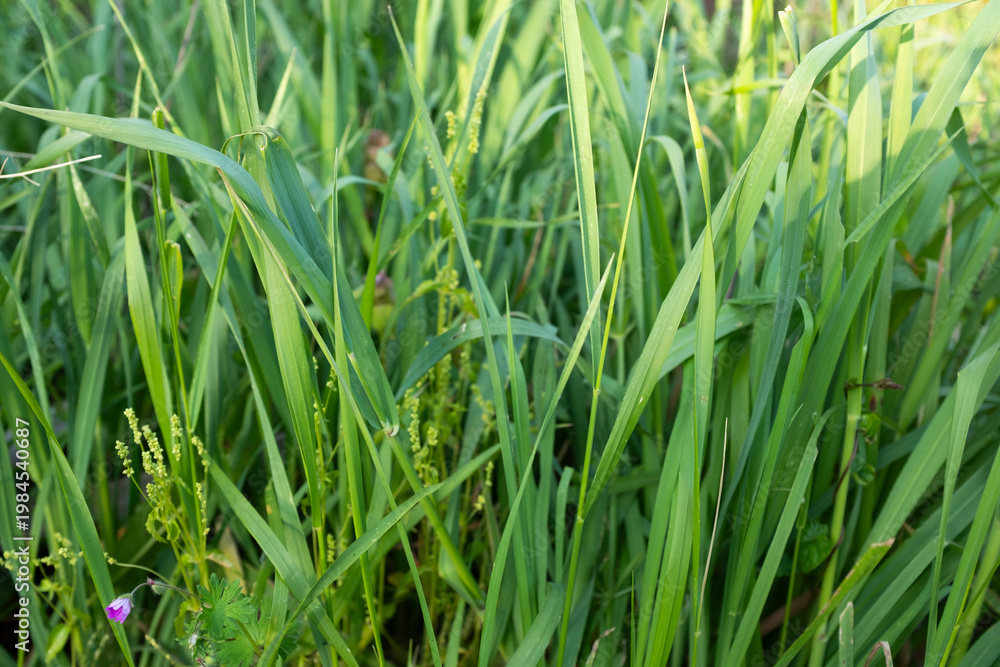 Fototapeta premium Green grass close up background, fresh lawn texture, natural meadow detail, spring greenery, minimal nature pattern, eco concept, copy space