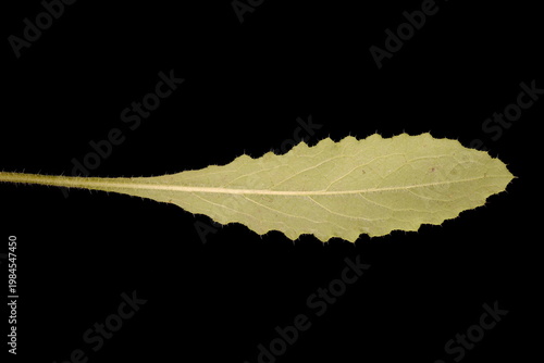 Fotografia Spear Thistle (Cirsium vulgare). First-Year Rosette Leaf Closeup