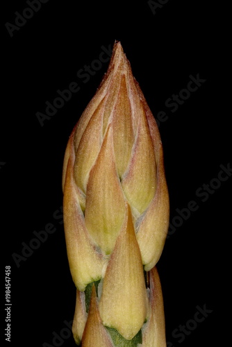 Garden Asparagus (Asparagus officinalis). Spring Shoot Apex Closeup