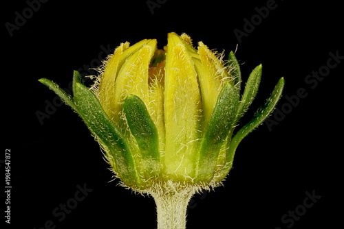 Photos Arizona Beggarticks (Bidens aurea). Budding Capitulum Closeup