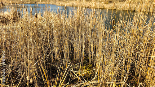 wetland area with tall, dry grasses and cattails. essential habitats for various wildlife and birds. stormwater management and environment background. backwater habitat.