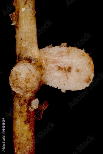 Broad Bean (Vicia faba). Root Nodules Closeup