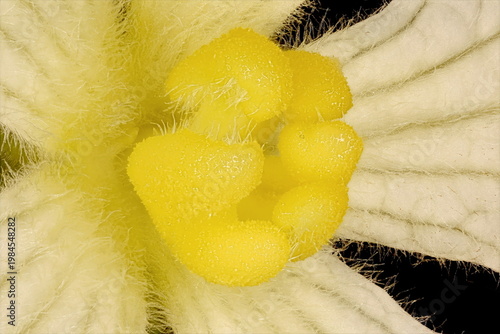 Bottle Gourd (Lagenaria siceraria). Style Closeup