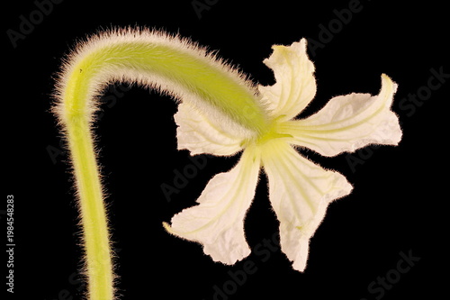 Bottle Gourd (Lagenaria siceraria). Female Flower Closeup