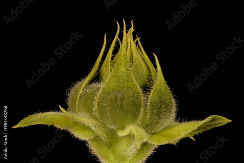 Cuadro en lienzo Common Sunflower (Helianthus annuus). Budding Capitulum Closeup